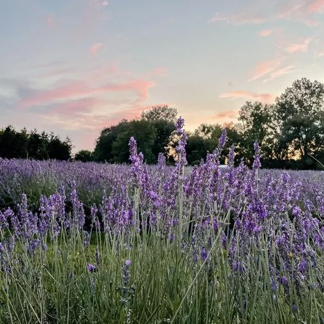 Nature, Pastel, Lavender Skin, Growing Lavender, San Juan Island, Lavender Wreath, Lavender Aesthetic, Lavender Garden, Purple Garden