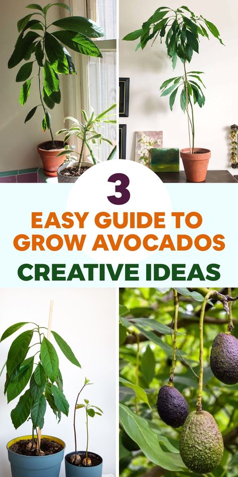 Discover the joy of growing your own avocado tree with this comprehensive guide that will assist you in cultivating delicious and nutritious avocados. Begin by selecting a healthy avocado tree from a trustworthy nursery or by sprouting an avocado seed. Find a sunny spot in your garden with well-draining soil to plant your tree. Dig a hole twice the size of the root ball and carefully position the tree, making sure it is level with or slightly above the soil surface. Planting Avocado Seed In Pot, Replanting Avocado Tree, How To Grow An Avocado Seed, Planting Avacoda Seed, Avocado Growing From Pit, How To Graft An Avocado Tree, Avocado Tree In Pot, How To Plant An Avocado Seed, Growing Avocado From Seed