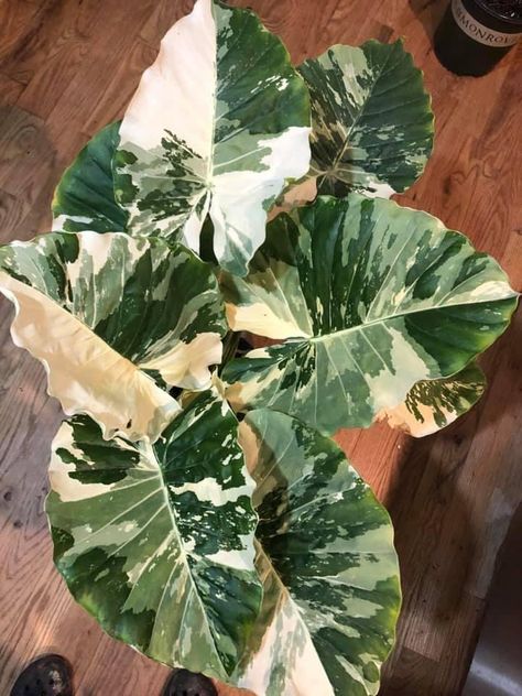 Alocasia Odora, Alocasia Plant, Elephant Ear Plant, Plant Goals, Magnetic Levitation, Beautiful Leaves, Plants Are Friends, Indoor Plant Care, Inside Plants