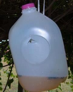 Homemade Bee, Yellowjacket, & Wasp Trap    Take a gallon milk jug and cut an upside down V shape in the side 2/3 way up on the jug. Press the tab in. Pour fruit juice ( I use apple) 1 inch deep into the jug. Put the cap back on the jug and hang. Insects enter through the hole and can't get out.