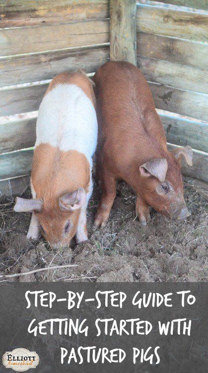 Step-by-Step Guide to Getting Started With Pastured Pigs | The Elliott Homestead (.com) Pastured Pigs, Elliott Homestead, Farm Dream, Homesteading Animals, Raising Pigs, Raising Farm Animals, Pig Pen, Homestead Farm, Future Farms