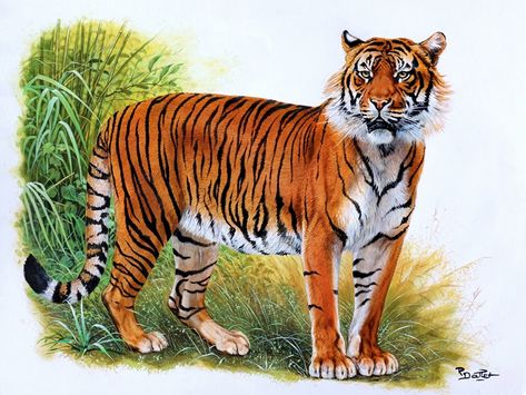 Croquis, Sumatran Tiger Illustration, Javan Tiger, Robert Dallet, Art Tigre, Bass Fishing Shirts, Sumatran Tiger, Lions Photos, Tiger Illustration