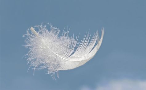 Light as a feather. Fluffy white feather floats above blue summer sky , #ad, #Fluffy, #white, #Light, #feather, #summer #ad Diy Angel Wings, Feather Photography, Quiet Mind, Course In Miracles, Ange Demon, A Course In Miracles, Light As A Feather, Magic Aesthetic, Angel Painting