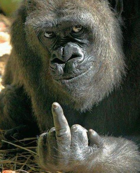 Gorilla Funny, Whatsapp Profile Wallpaper, Christian Vieri, Gorilla Gorilla, Kids Toy Store, Lion Wallpaper, Funny Profile Pictures, Gym Rat, Cute Funny Animals