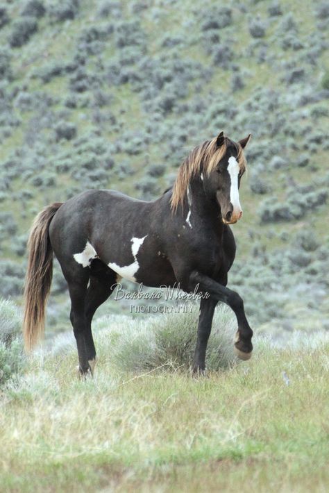 South Steens Wild Horses B106111 Wild Mustangs, حصان عربي, Pinto Horse, Mustang Horse, Animale Rare, Most Beautiful Horses, Majestic Horse, All The Pretty Horses, Horse Crazy