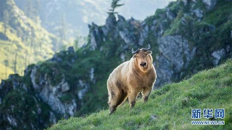 Qinling Mountains see growing population of golden takins - People's Daily Online Animals, Horses, China, Qinling Mountains, Indoor Greenhouse, Wild Animals, Animals Wild, Mammals, Bee