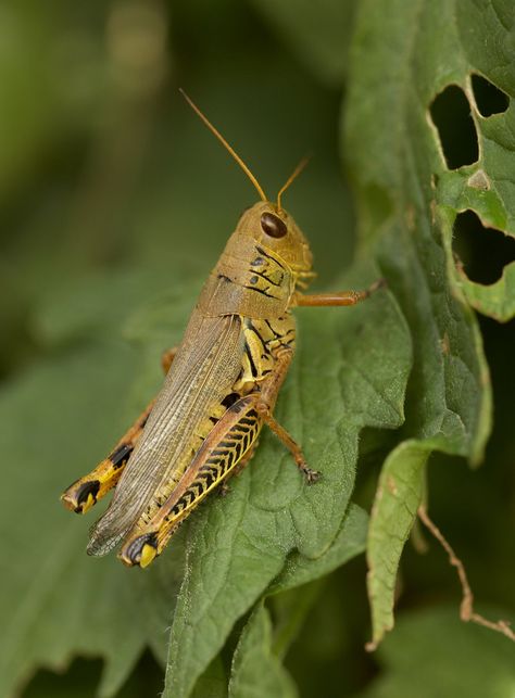 Grasshopper Aesthetic, Garden Checklist, Common Garden Plants, Nature Verte, Amazing Insects, Types Of Mulch, Leafhopper, Cucumber Beetles, Winter Vegetables Gardening