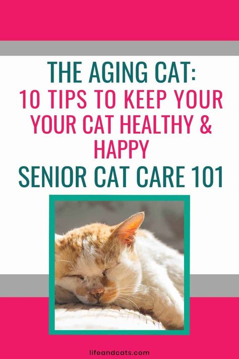 Senior Cat Care 101: 10 Tips for Keeping Your Feline Friend Happy and Healthy https://lifeandcats.com/senior-cat-care-101/ Cat Routine, Senior Cat Care, Cat Ages, Older Cats, Body Condition, Senior Cat, Muscle Tone, Happy And Healthy, Cat Care