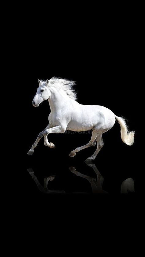 Horses Aesthetic, Wallpaper Horse, Aesthetic Horse, Horse Knowledge, حصان عربي, Mustang Horses, Tattoo Horse, Horse Background, Horse Images