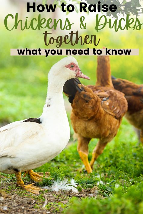 Permaculture, Mixed Flock Coop, Raising Ducks And Chickens Together, Duck And Chicken Coop Together Ideas, Chicken Duck Coop Combo, Mixed Flock Coop Ideas, Chicken And Duck Coop Ideas, Duck And Chicken Coop Together, Chicken And Duck Coop Combo