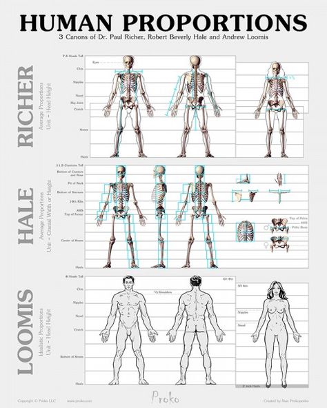 Human Figure Proportions, Figure Proportions, Drawing Body Proportions, Andrew Loomis, Male Figure Drawing, Anatomy Tutorial, Human Figure Drawing, Human Anatomy Art, Anatomy Sketches