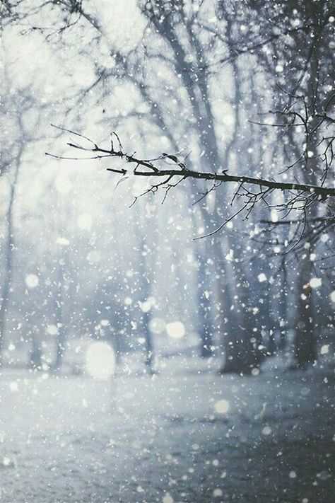 Droplets of falling snow Winters Tafereel, Winter Szenen, Winter Schnee, Matka Natura, I Love Winter, Winter's Tale, Winter Love, Winter Magic, Winter Beauty