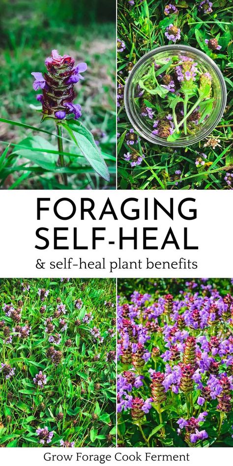 foraging self heal plant during summer foraging season Foraging For Beginners, Plant Uses, Medicinal Wild Plants, Food Foraging, Wild Foraging, Herbal Medicine Recipes, Wild Food Foraging, Herbal Remedies Recipes, Medicinal Herbs Garden