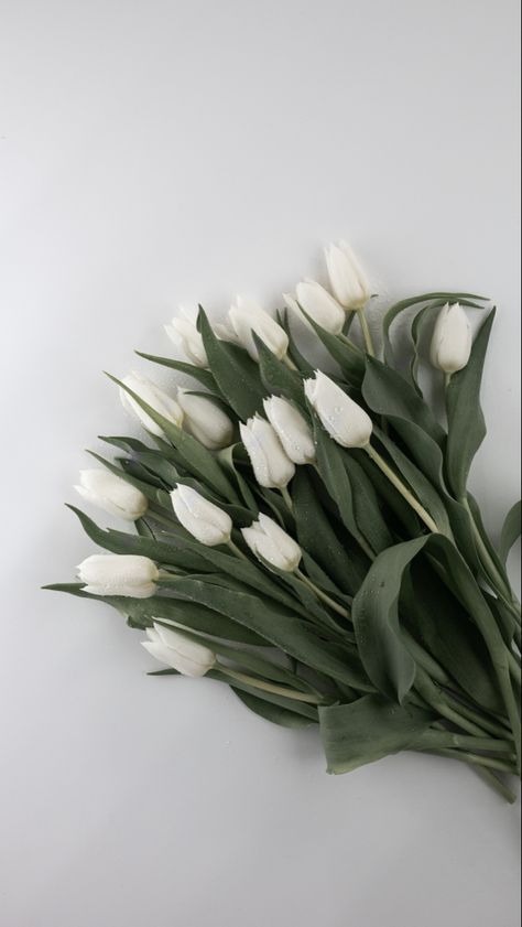 Tulips Tulpen Asthetic white waterdrops wallpaper flower flowers ästhetisch