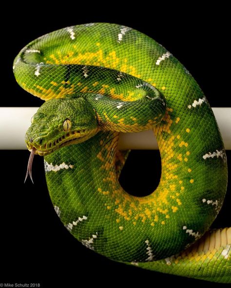 Snake Photography, Green Serpent, Emerald Tree Boa, Snake Images, Snake Painting, Snake Photos, Stories Pictures, Pretty Snakes, Snake Tattoo Design