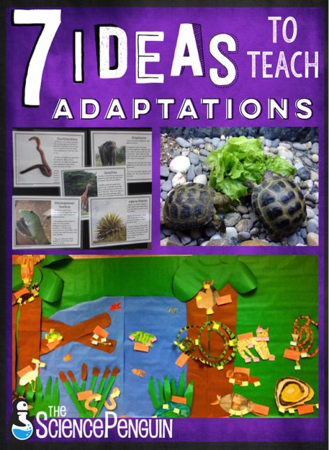 7 ideas to teach your students about adaptations-- projects, free cards, resources, and ideas.  Learn more! Fourth Grade Science, Animal Adaptations Activities, Adaptations Science, Adaptations Activities, Plant Adaptations, Elementary Science Classroom, The Science Penguin, Science Penguin, Animal Adaptations