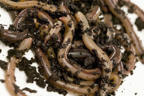 Red wigglers (Eisenia foetida) are one of the most popular worms to use in composting systems. In part, this is due to their rapid reproduction rate. Amigurumi Patterns, Worm Beds, Night Crawlers, Red Wiggler Worms, Make Compost, Red Wigglers, Worm Bin, Red Worms, Vegetable Scraps