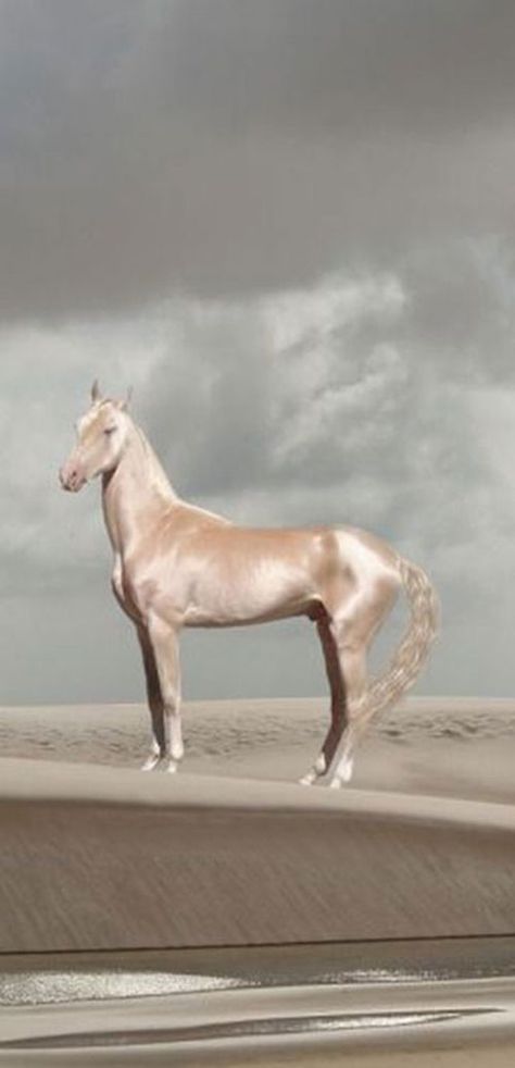 Akhal-Teke, cheval d'une grande beauté, originaire du Turkménistan, état d'Asie Centrale sur la mer Caspienne, capitale : Achgabat. Appaloosa, Akhal-teke, Ahal Teke, Akhal Teke Horses, Akhal Teke, Most Beautiful Horses, Majestic Horse, All The Pretty Horses, Pretty Horses