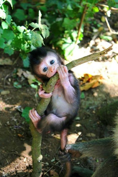 Tiny Monkey, Cele Mai Drăguțe Animale, Haiwan Lucu, Animale Rare, Baby Animals Pictures, Cute Monkey, Haiwan Peliharaan, Baby Animals Funny