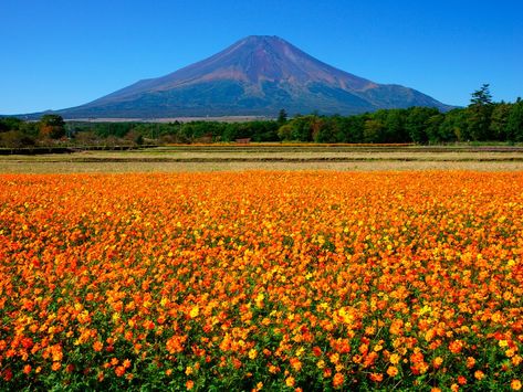 Lake Yamanaka Flower Park: Colourful Flowers next Mt.Fuji Japan In September, Japan Places, Best Roller Coasters, Japan September, Flower Park, Things To Do In Japan, Japanese Holidays, Day Trips From Tokyo, Best Ski Resorts