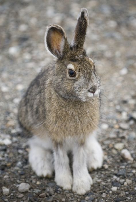 Snowshoe Rabbit, Snowshoe Hare, Beautiful Rabbit, Wild Rabbit, National Park Photos, Denali National Park, Wildlife Photos, Little Critter, Search Bar