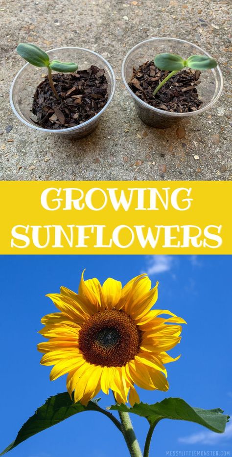 Growing sunflowers in pots. Directions on how to plant sunflowers and top tips. How To Plant Sunflowers, Sunflowers In Pots, Seed Activities For Kids, Growing Sunflowers From Seed, When To Plant Sunflowers, Planting Sunflower Seeds, Plant Sunflowers, Sunflower Seedlings, Sunflower Life Cycle