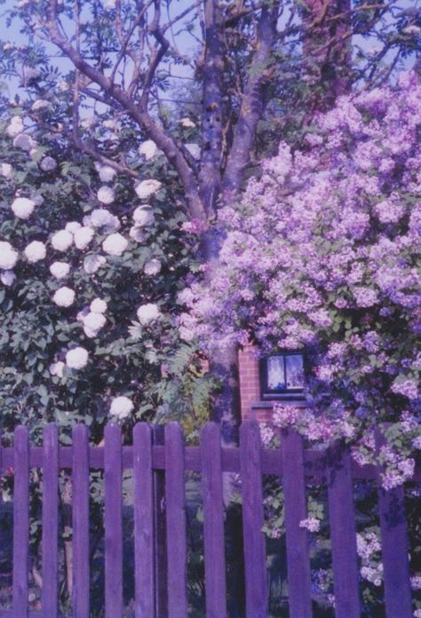 Explore maria perry's photos on Flickr. maria perry has uploaded 231 photos to Flickr. Roses Photography, Color Lavanda, Purple Vibe, Lavender Aesthetic, Purple Walls, Lovely Lavender, Color Lila, Purple Reign, Fence Ideas