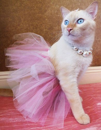 White and orange cat in a pink tutu dress outfit, costume. Flame point Siamese with big blue eyes and pearl necklace. Pet fashion photography princess dress up photoshoot Cat Outfits Pets, Cat Dressed Up, Ragdoll Kittens, Costumes For Halloween, Cat Dress, Cat Jokes, Pet Halloween Costumes, Pet Cats, Cats Photography