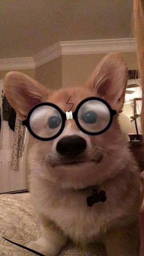 Your a dog, Harry! Dogs Corgi, Brides And Grooms, Corgi Puppy, Cute Corgi, Corgi Dog, Cute Animal Photos, Welsh Corgi, Cute Animal Pictures, Dog Memes