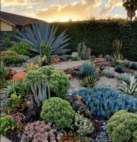 succulent front yard Archives | Succulent Design in Gardens, Containers, More Landscaping In Arizona, Succulent Front Yard, Succulent Landscaping Front Yard, Southwest Landscaping, Xeriscape Front Yard, Backyard Plans, Succulent Garden Landscape, Front Yard Decor, Succulent Landscape Design