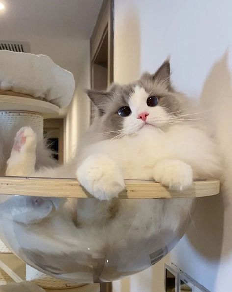 All About Flame Point Ragdoll Cats | Cute Ragdoll Cats Aesthetics Ragdoll Kittens, Haiwan Lucu, Image Chat, Silly Cats Pictures, Cute Cats Photos, Cute Little Kittens, Comedy Club, Haiwan Peliharaan, Fluffy Cat