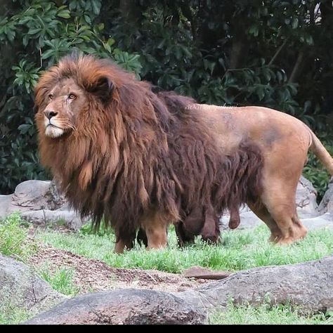 This male lion lives in a Japanese zoo. I have seen a mane on a Lion like this before! Nature, Lion Pouncing, Lion Growling, Lion Poses, Lion Jumping, Lion Anatomy, Lion Walking, Anime Wallpapers Aesthetic, Wall Art Anime