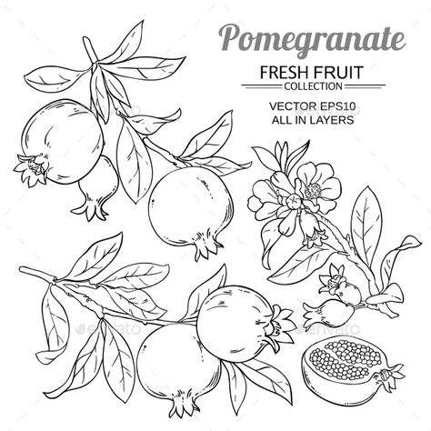 Pomegranate Branches Vector Set by cuttlefish84 | GraphicRiver Pomegranate Drawing, Pomegranate Tattoo, Pomegranate Art, Pomegranate Design, Branch Vector, Fruits Drawing, Pomegranate Fruit, Illustration Blume, Illustration Botanique