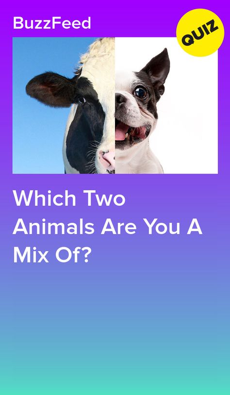 What Type Of Animal Are You, Which Animal Are You, What Animal Am I Quiz, Which Are You, What Animal Am I, What Is My Spirit Animal, Spirit Animal Test, What Are You Quiz, Quizzes Disney