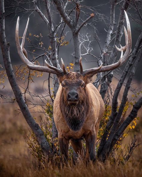 Elk Hunting, Elk Painting, Elk Pictures, Elk Photography, Animal Hunting, Water For Elephants, Spiritual Animal, Bull Elk, Deer Family