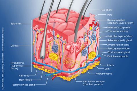 The layers of the skin Skin Anatomy, Sensory Nerves, Nursing School Essential, Integumentary System, Basic Anatomy And Physiology, Nerve Fiber, Skin Moles, Science Learning, Skin Structure