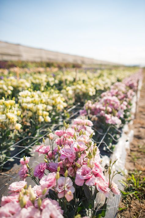 Our Flower farm My Garden Over Floweth Photo: Oliver Blue Photography Flower Farming Aesthetic, Journaling Pictures, Ivy Trellis, Trellis Wall, Flower Farms, Floral Farm, Flower Board, Flower Farming, Cut Flower Farm