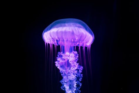 Black, Purple, Jellyfish, Purple Jellyfish, Black Background, Blue