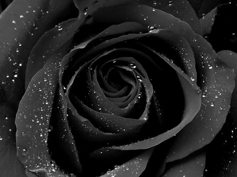 Black Roses Hd Wallpapers | Wallpapers Top 10 Black Diamond Wallpaper, Black Iphone Background, Black Flowers Wallpaper, Dark Iphone Backgrounds, Rosé Hd, Black Roses Wallpaper, Black And White Roses, Black Rose Flower, Nature Macro