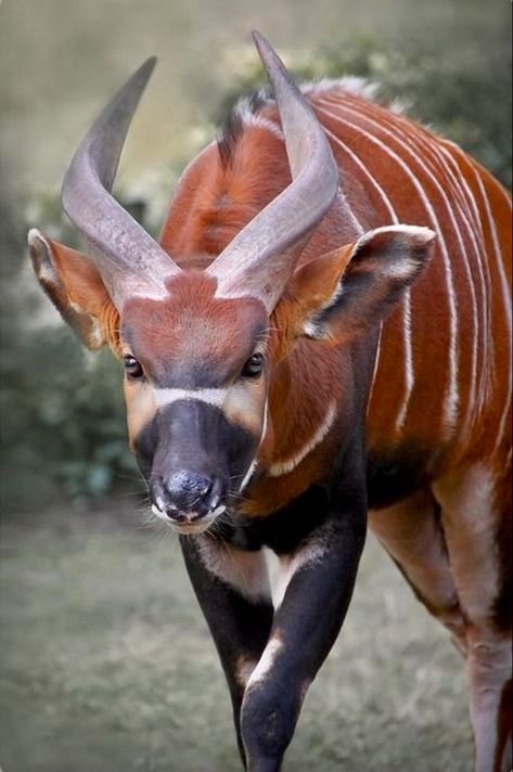 A large African antelope with backswept horns; critically endangered due to logging and poaching. Manx, Mule Deer, African Forest, Regard Animal, Animals With Horns, Long Horns, Animals Amazing, Interesting Animals, Unusual Animals