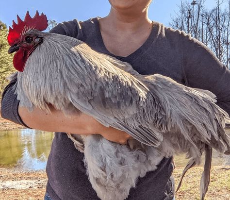 20 Amazing Giant Chicken Breeds | Chicken Fans Keeping Chickens, Giant Chicken Coop, Giant Chicken Breeds, Largest Chicken Breed, Giant Chicken, Chicken Coup, Giant Breeds, Chicken Breeds, Chicken Farm