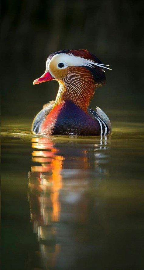 . Mandarin Duck, Duck Photography, Mandarin Ducks, Duck Wallpaper, Wild Animals Pictures, Rare Birds, Bird Wallpaper, Pinturas Disney, Wild Nature