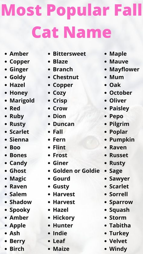 Most Popular Fall Cat Names | Pets Names Halloween Names For Cats, Grey Cat Names, Red Crow, Cute Pet Names, Fall Cat, Halloween Names, Cute Cat Names, Fall Cats, Orange Kittens