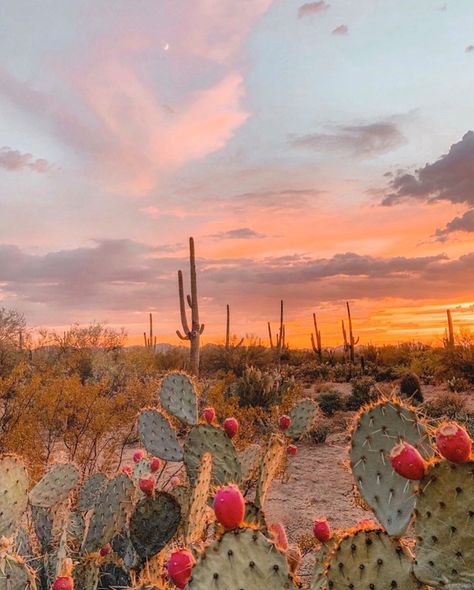 Mexico Landscape Photography, Boho Aesthetic Pictures, Sunset Cactus, Summer Desert, Retro Desert, Summer Deserts, Sunset Desert, Desert Aesthetic, Wallpaper Estetika