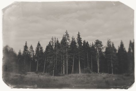 Nature, Vintage Landscape Photography, Forest Vintage, Vintage Forest, Polaroid Photography, Photo Landscape, Artistic Wedding Photography, Bath Uk, Forest Photos