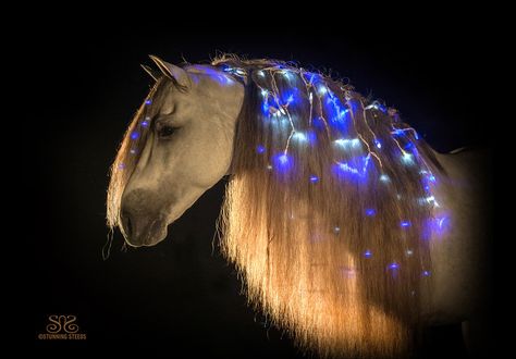 Horse mane with Christmas lights...hide the chords a little more and I love it! Horse In Winter, Horse Mane Braids, Horse Hair Braiding, Horse Braiding, Horse Mane, Horse Costumes, Christmas Horses, Horse Grooming, Horse Blankets