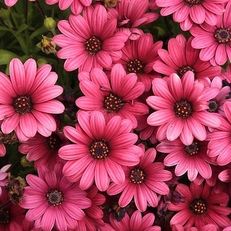 Pink Daisy Pink Daisy Wallpaper, Daisy Flower Pictures, Daisy Colors, Pink Daisy Flower, Pink Daisies, Sunflowers And Daisies, Very Beautiful Flowers, Flower Iphone Wallpaper, Anemone Flower