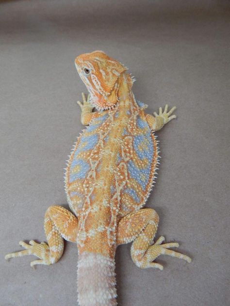 Example of hypo citrus tiger Kids and Dragons Pretty Reptiles, Breaded Dragon, Pretty Dragon, Bearded Dragon Colors, Horned Lizard, Bearded Dragon Cute, Pet Lizards, Tiger Kids, Bearded Dragon Care