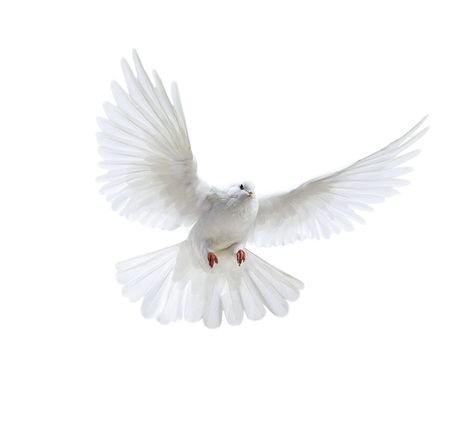 Kabutar Png, Peace Pigeon, Venus Goddess, Flying Pigeon, Dove Flying, Dove Images, White Pigeon, Clothes Png, Animal Categories