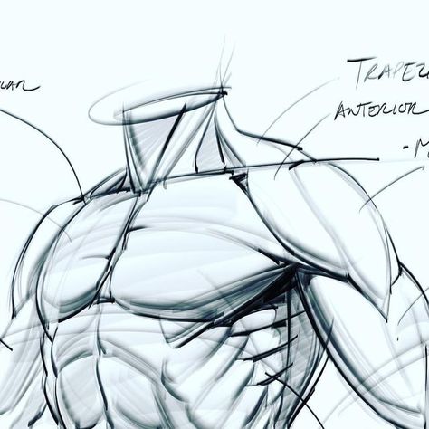 Drawing Pectorals, Men Chest Drawing, Male Chest Anatomy, Linework Doodles, Drawing Muscles, Body Muscle Anatomy, How To Draw Muscles, Morning Sketch, Doodles Drawing